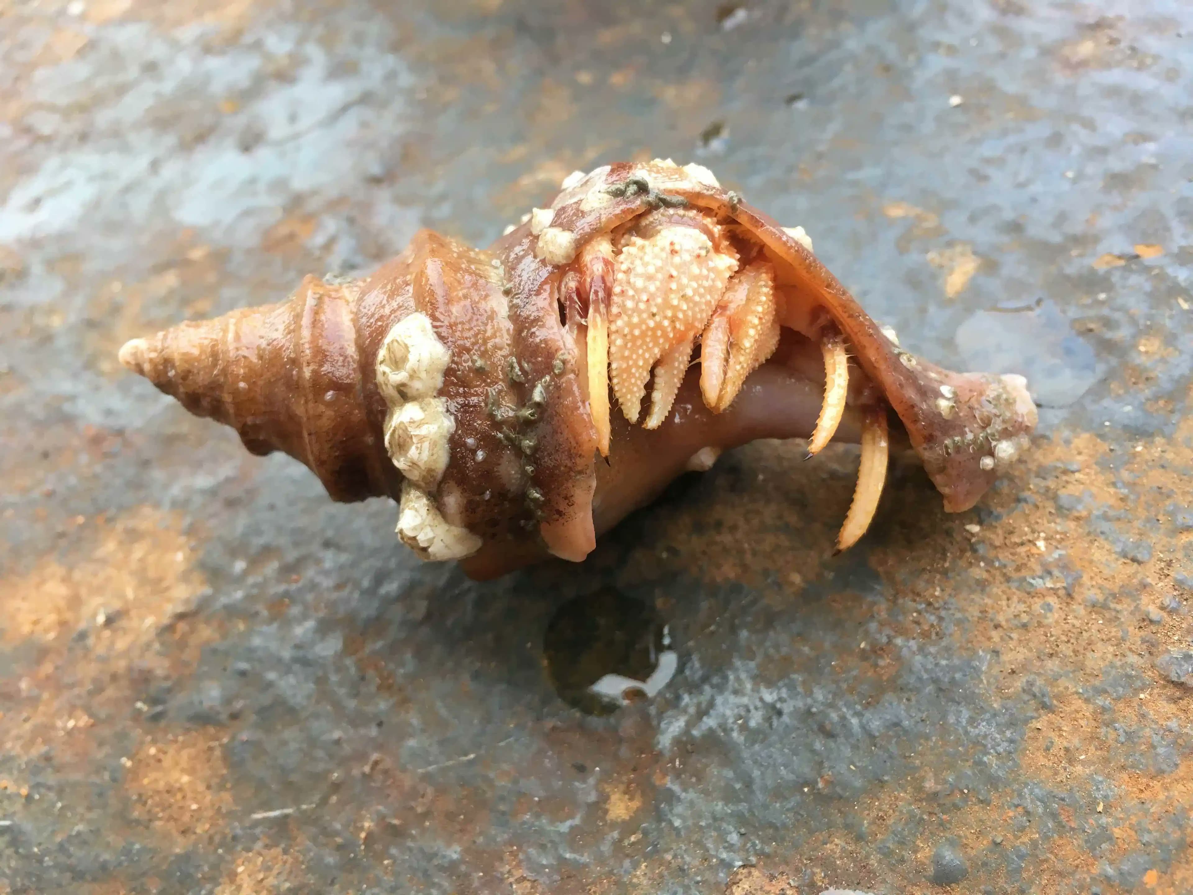 Hermit Crab