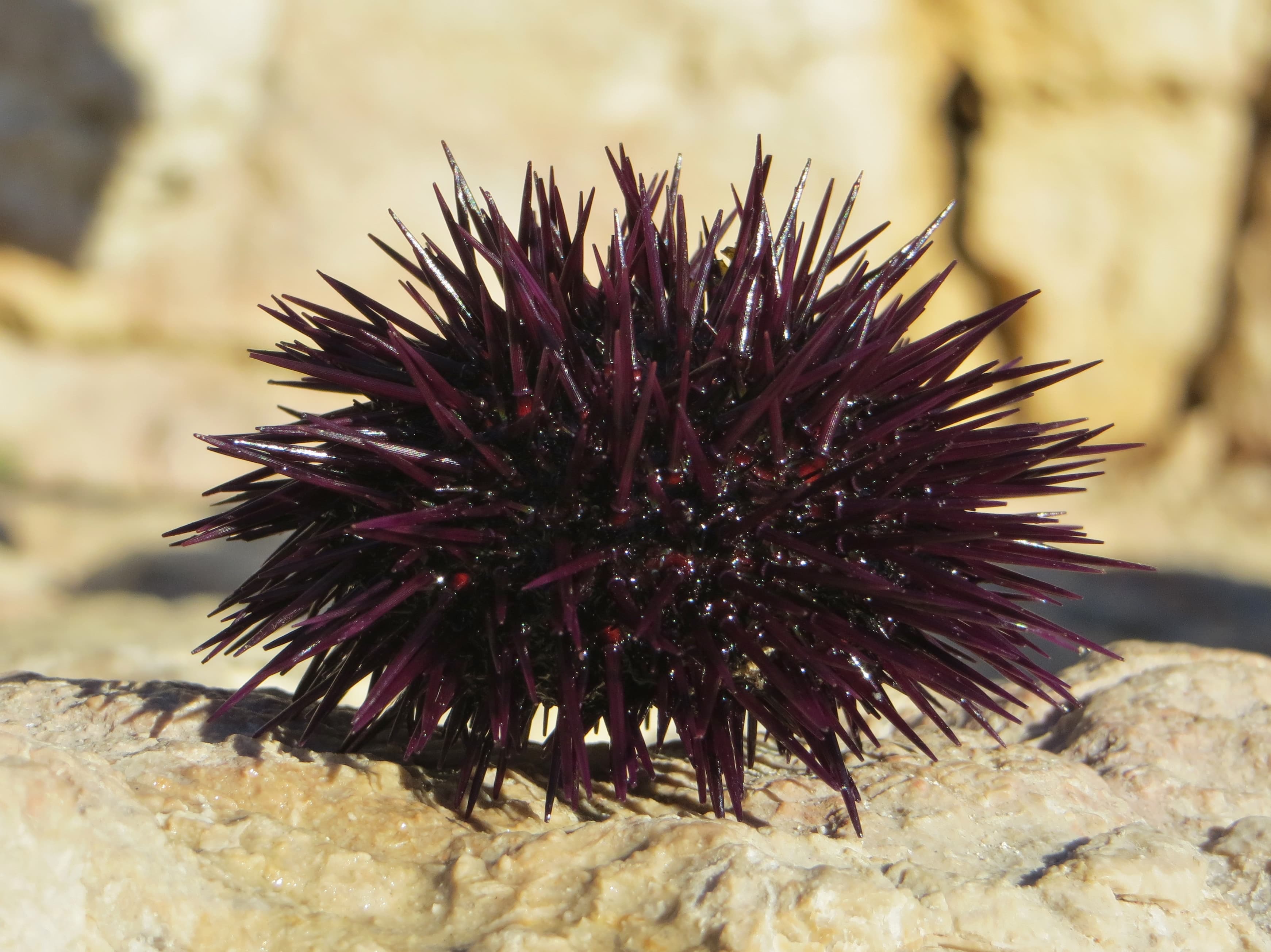 Purple Sea Urchin
