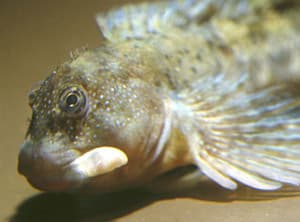 Montagu’s Blenny