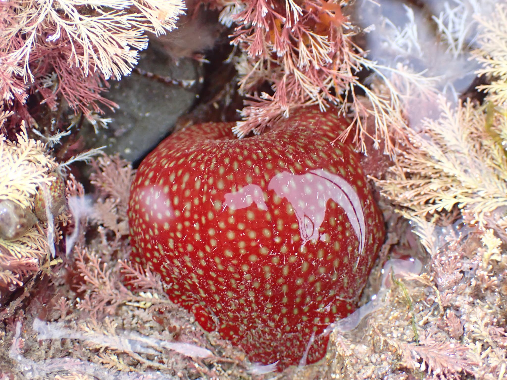 Strawberry Anemone