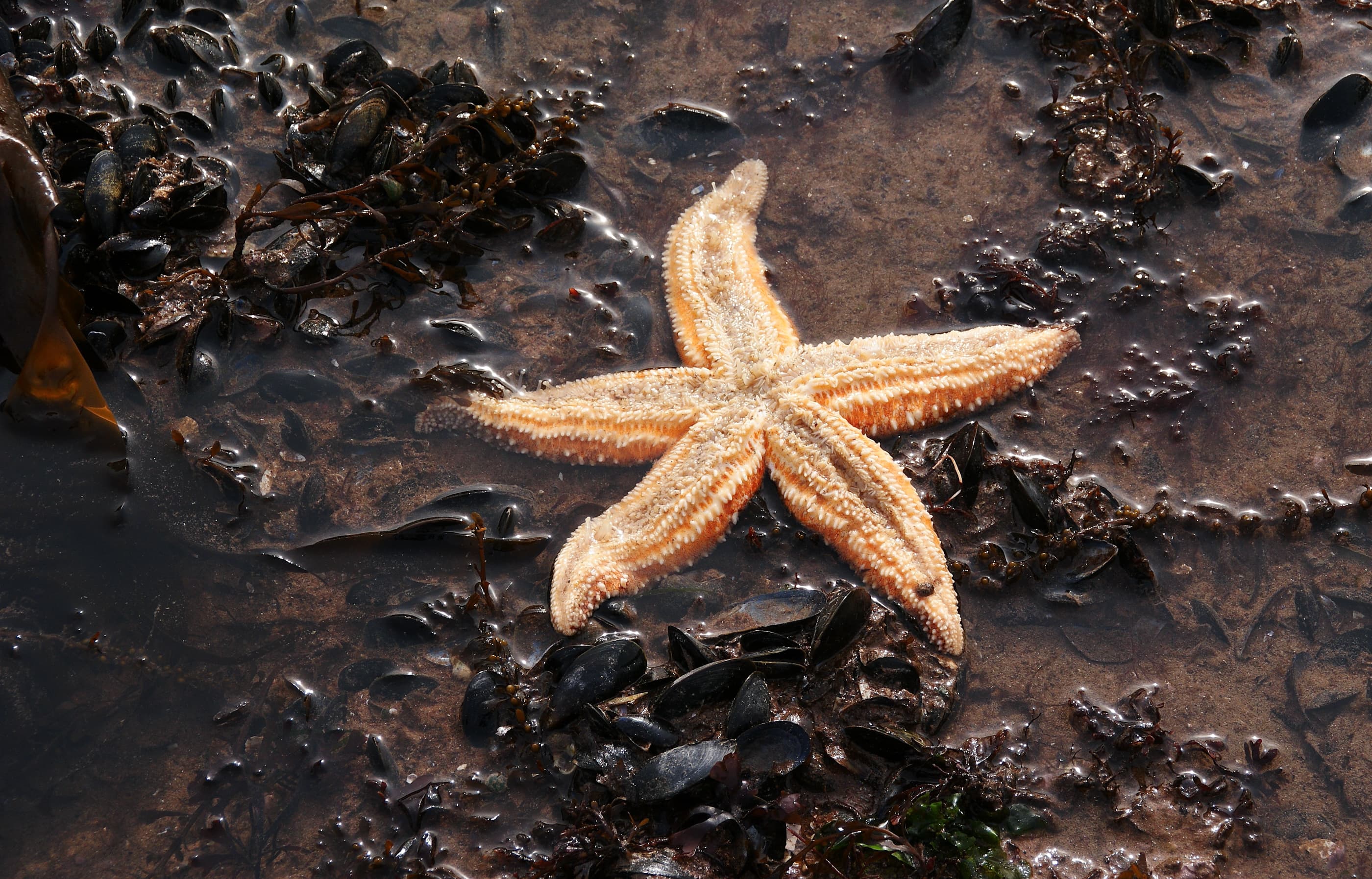 Common Starfish