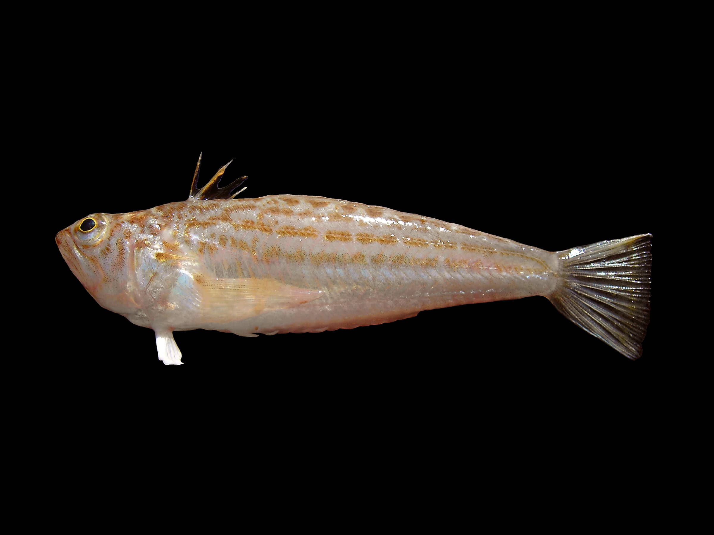 Lesser Weever
