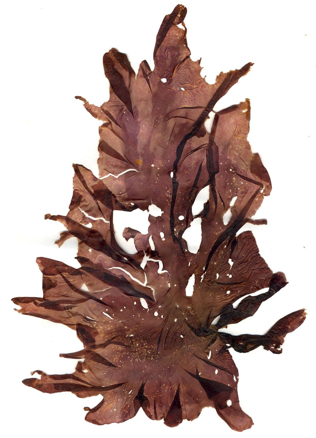 Purple Laver