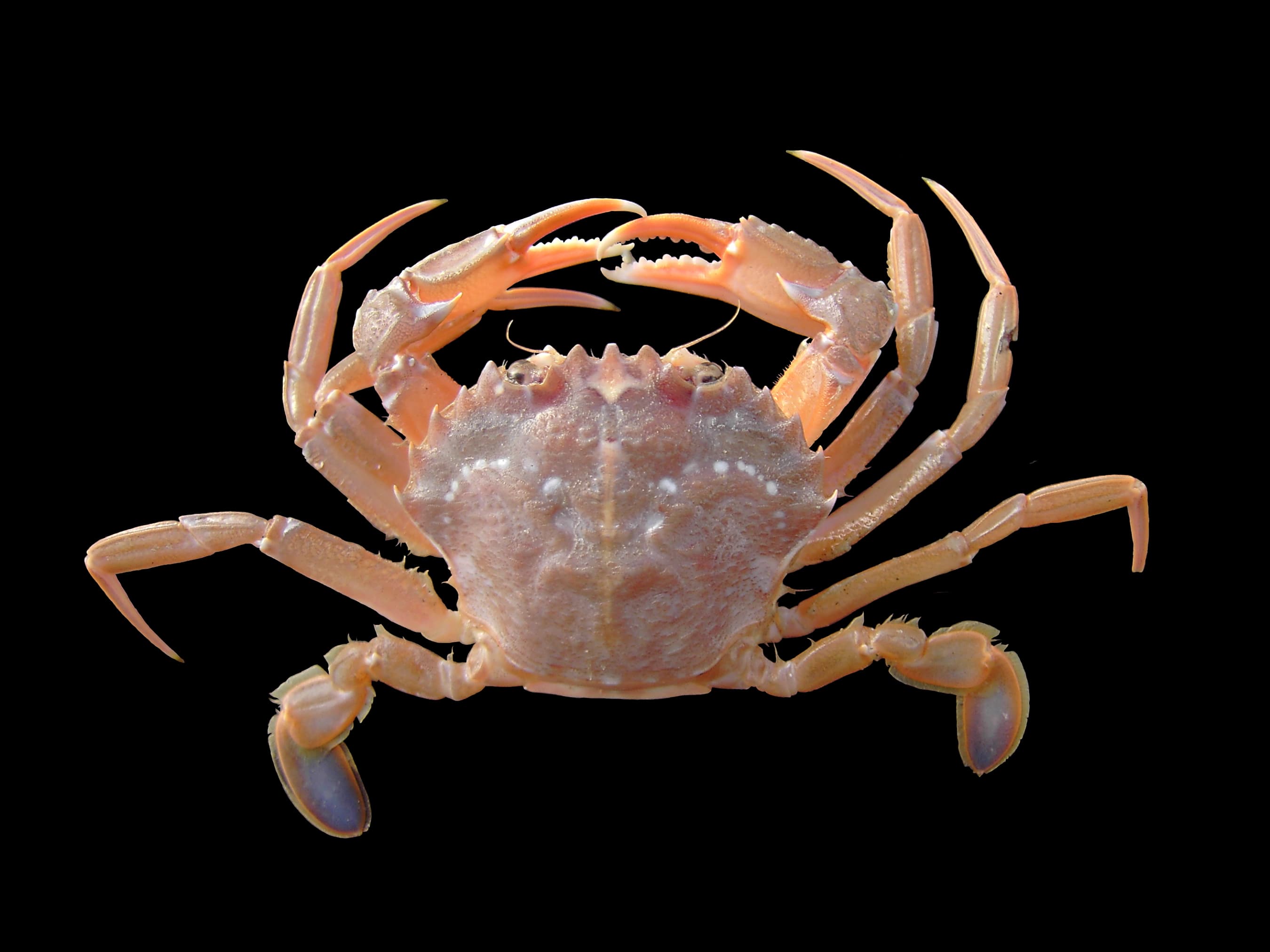 Harbour Crab