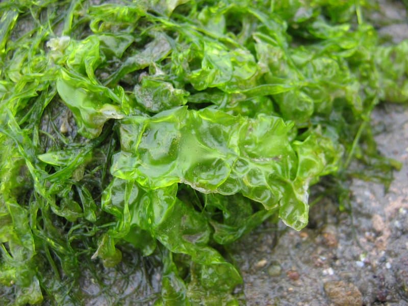 Sea Lettuce