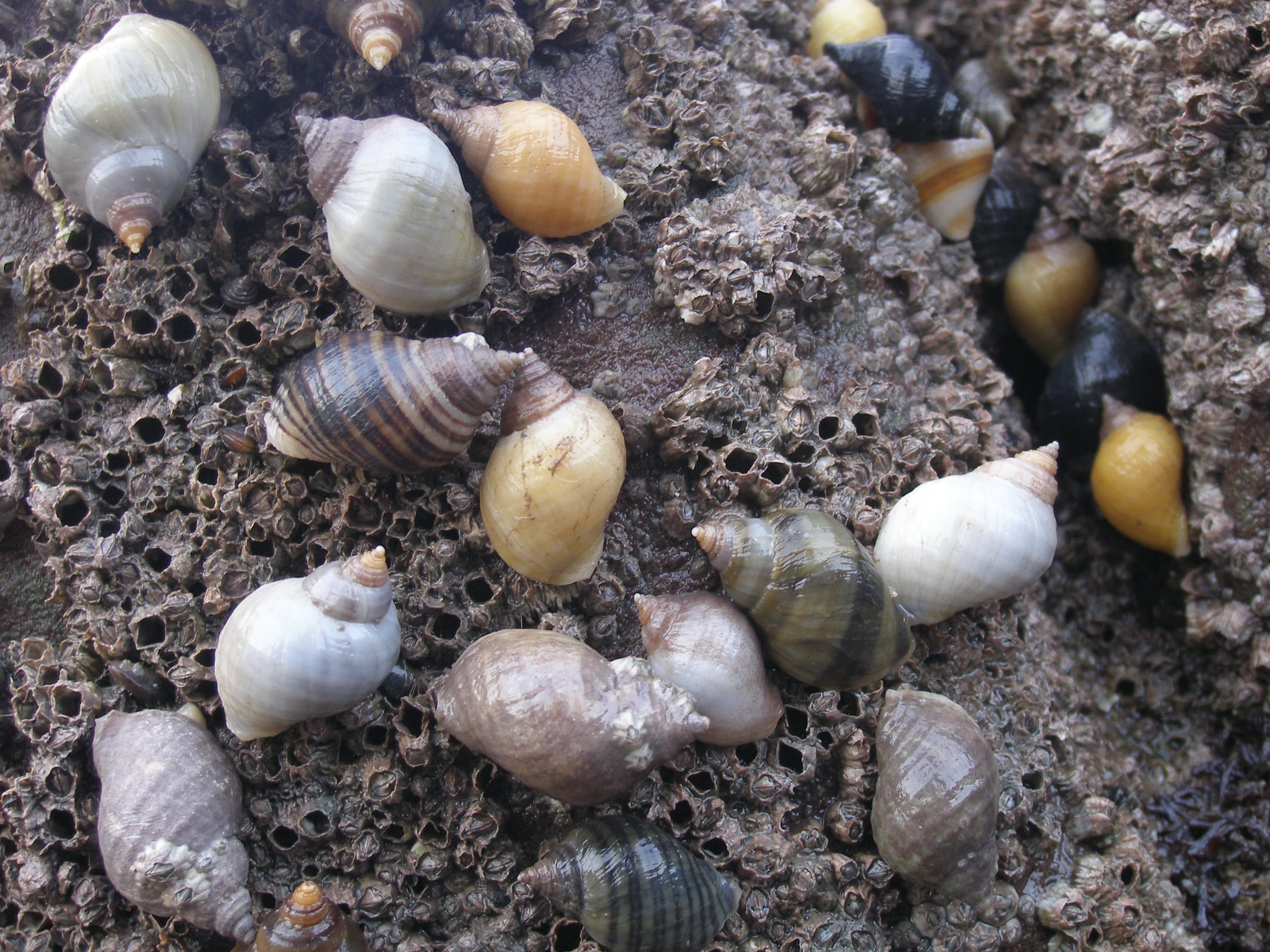 Dog Whelk
