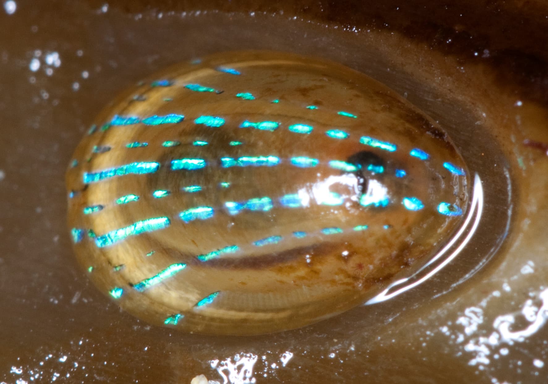 Blue-rayed Limpet
