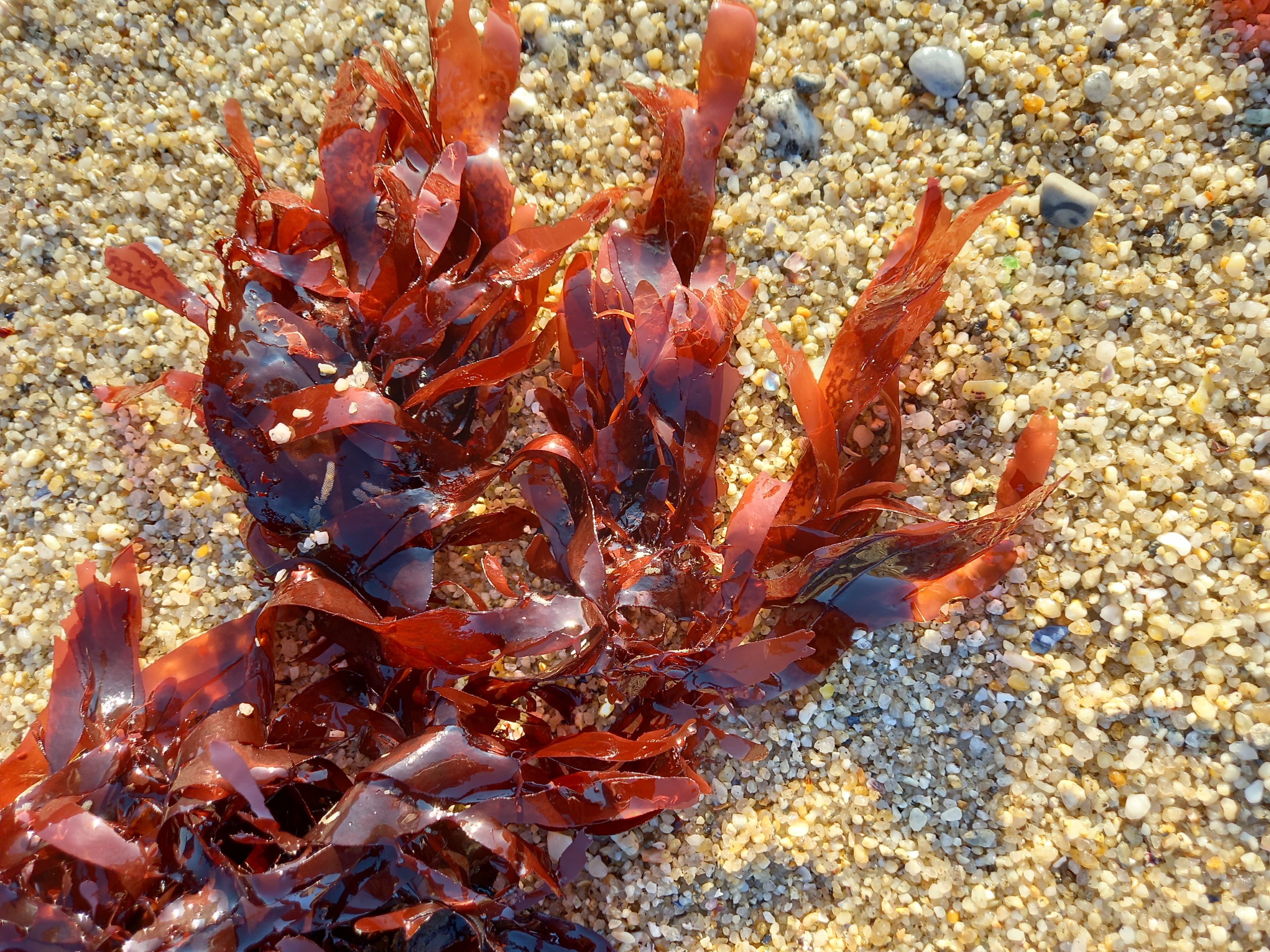 Dulse