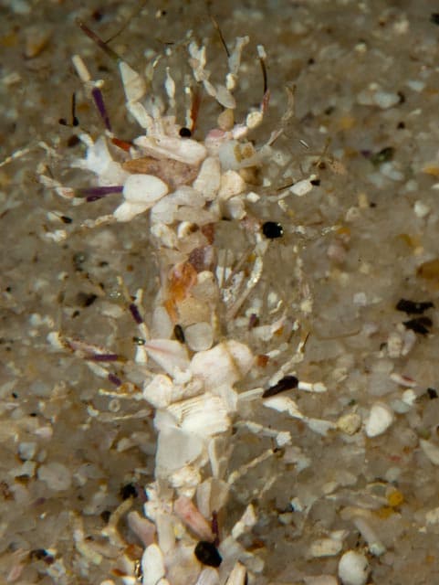 Sand Mason Worm