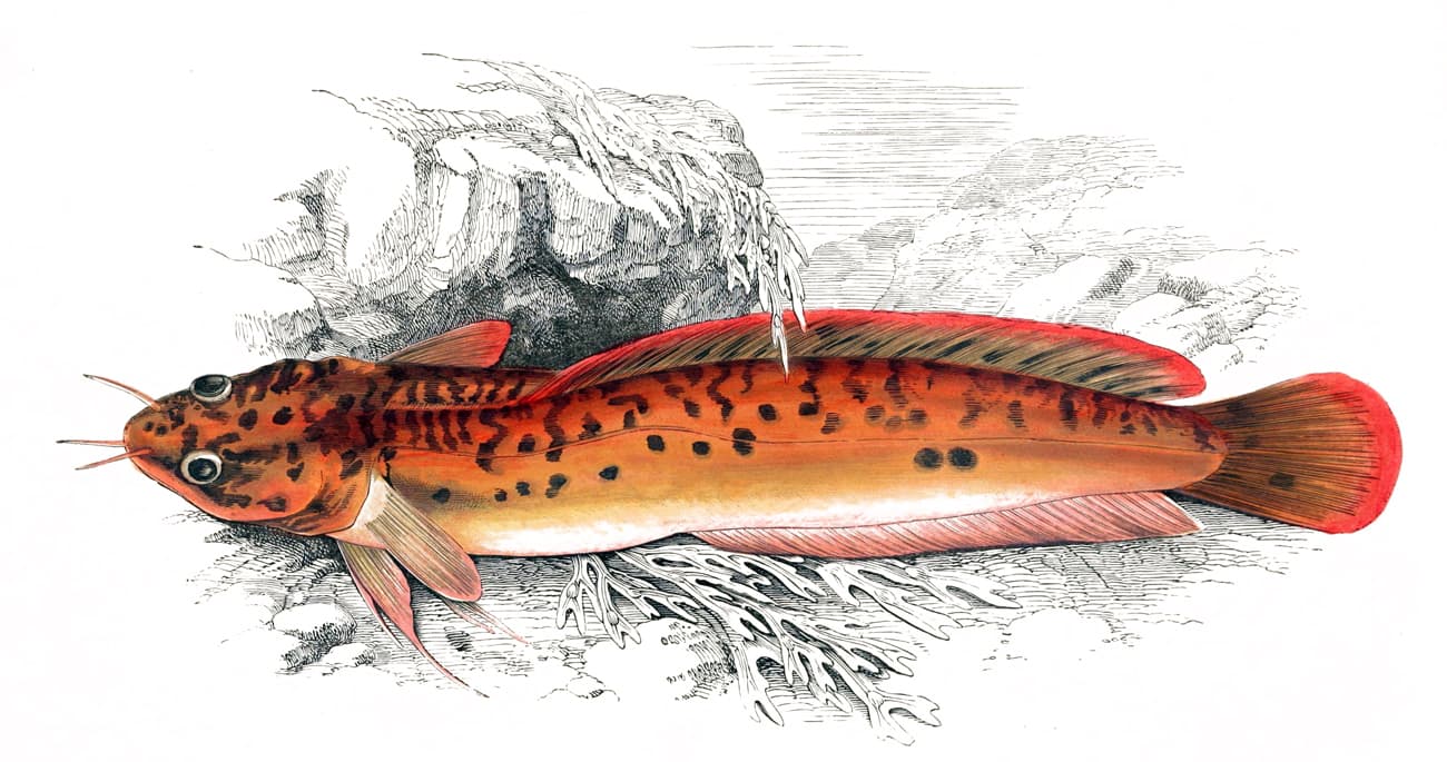 Three-bearded Rockling