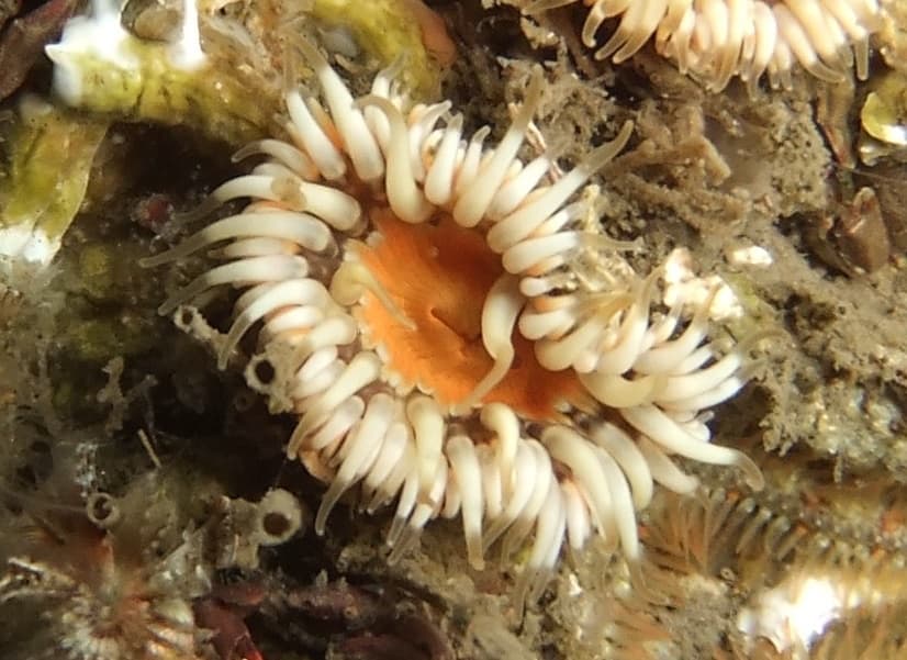 Elegant Anemone