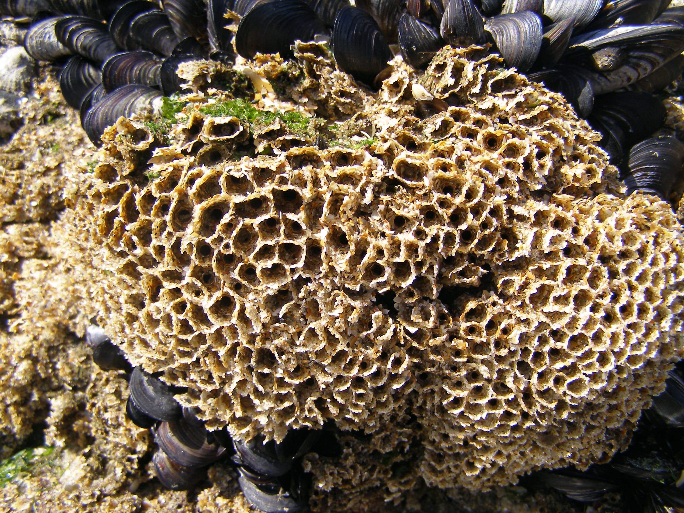 Honeycomb Worm
