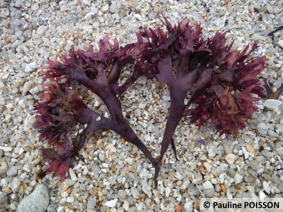 Carrageen
