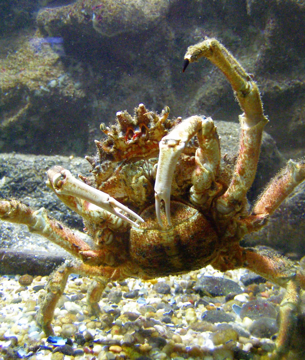 Spider Crab