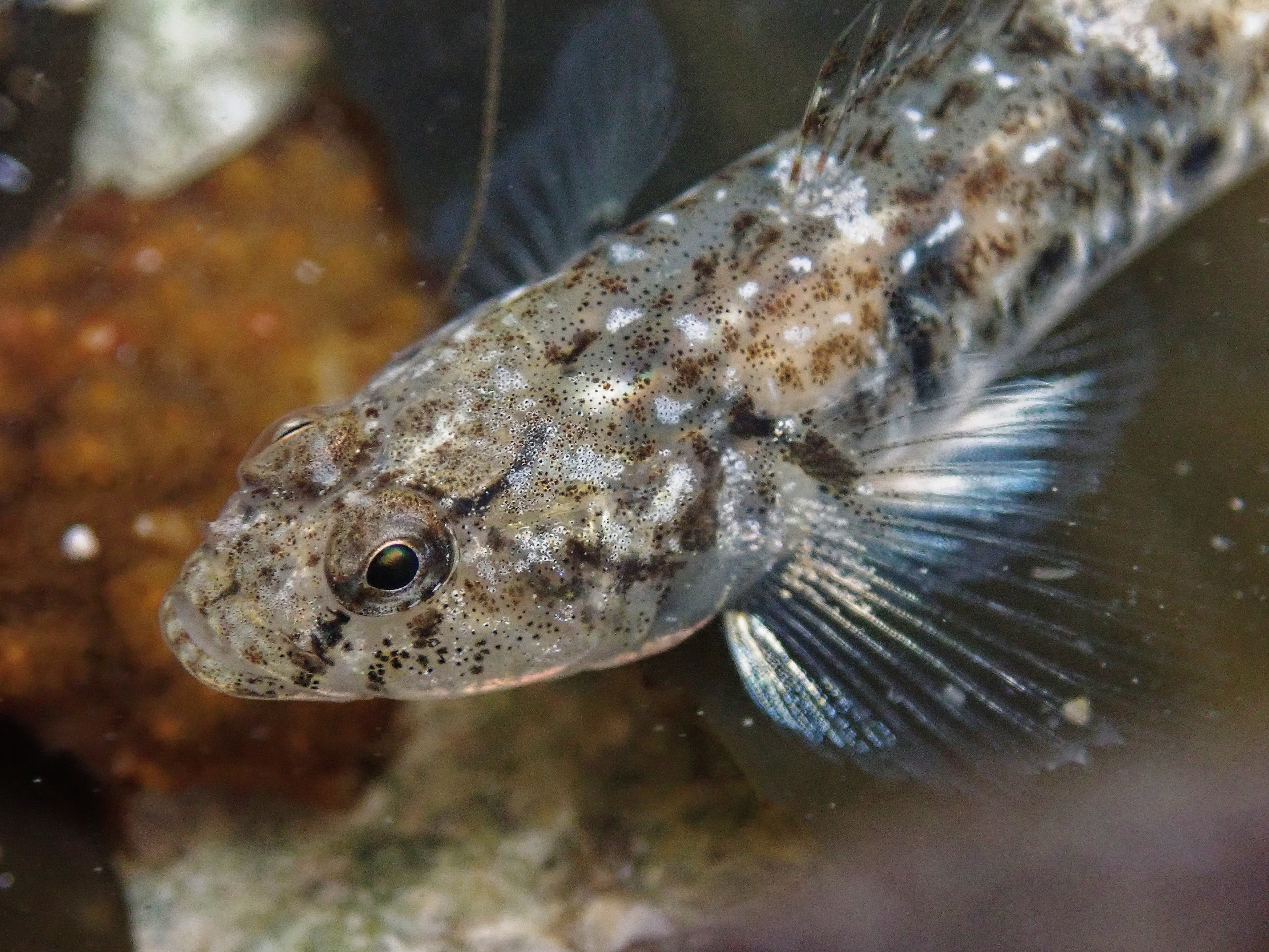 Common Goby