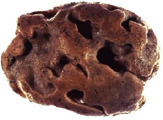 Breadcrumb Sponge