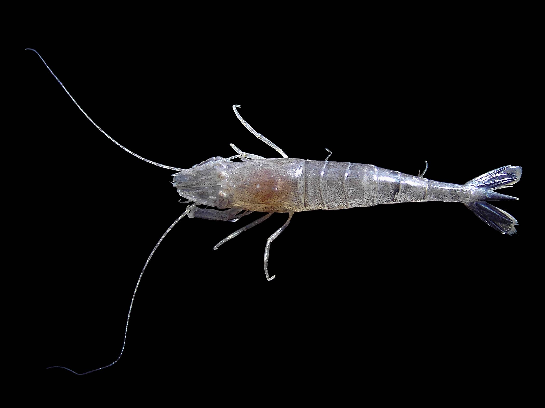 Sand Shrimp
