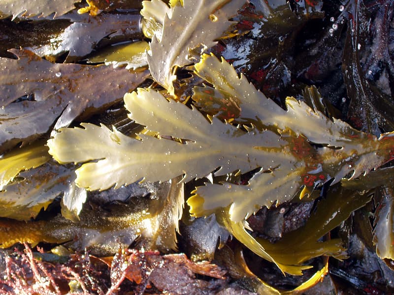 Serrated Wrack