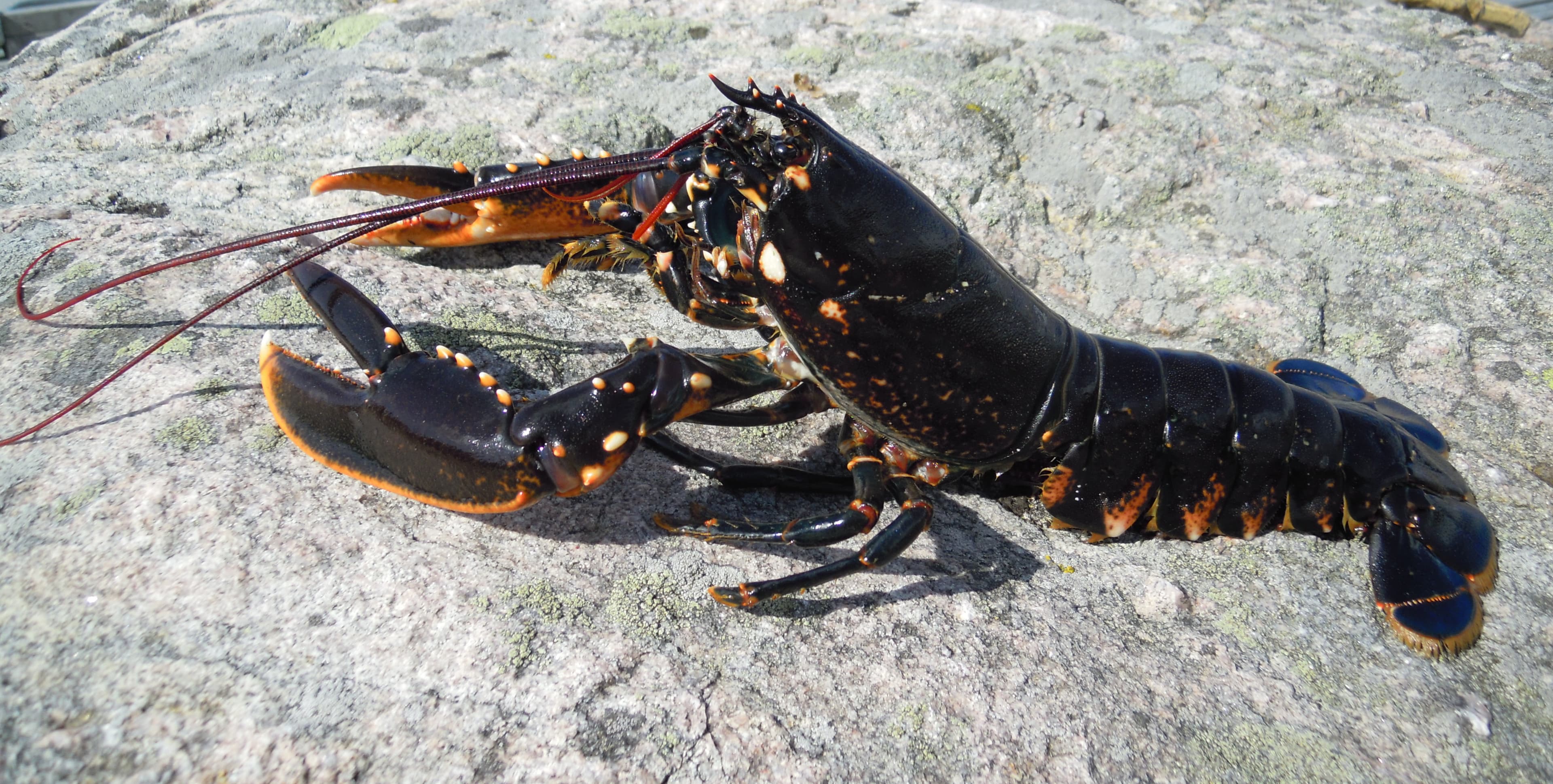 European Lobster