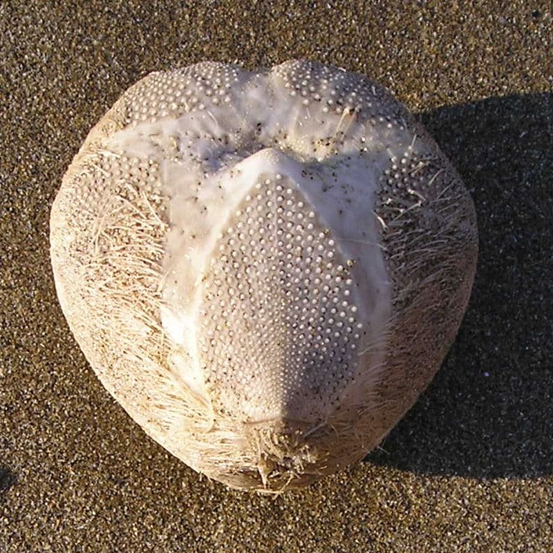 Sea Potato
