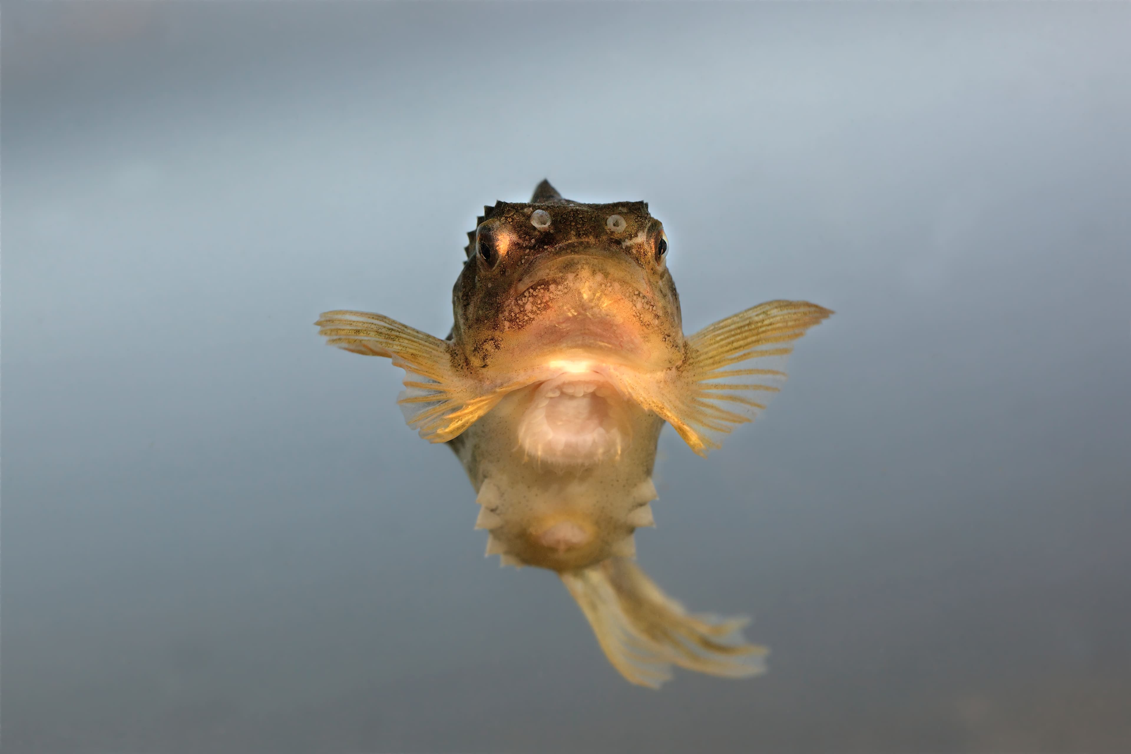 Lumpsucker