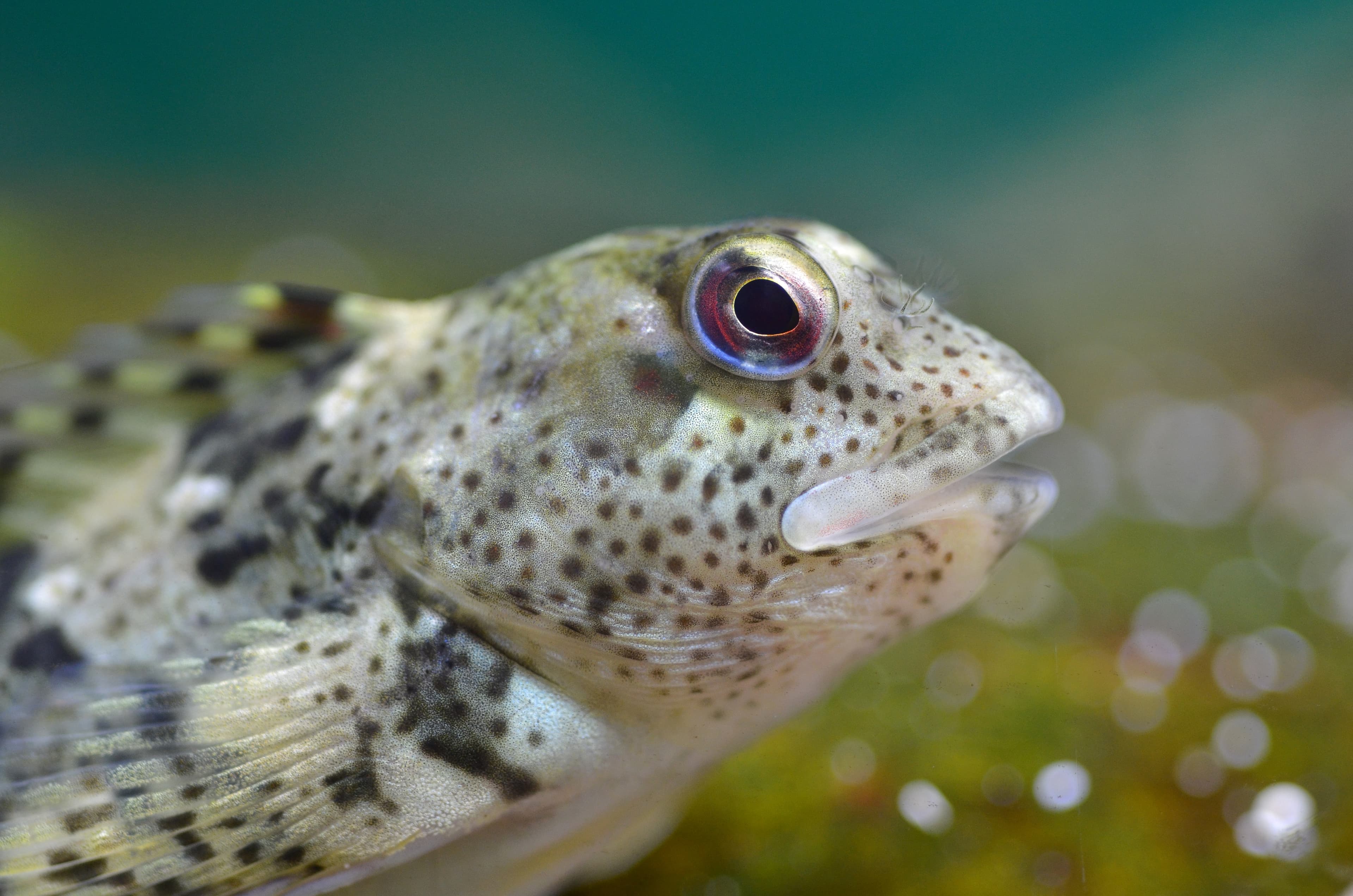 Common Blenny