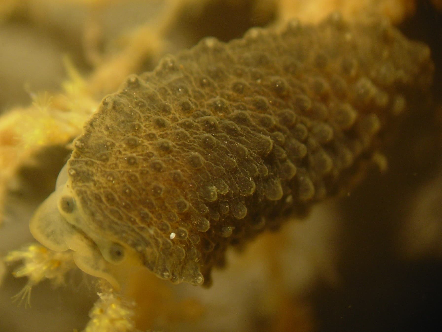 Celtic Sea Slug