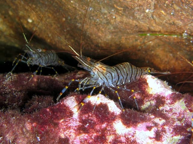 Common Prawn