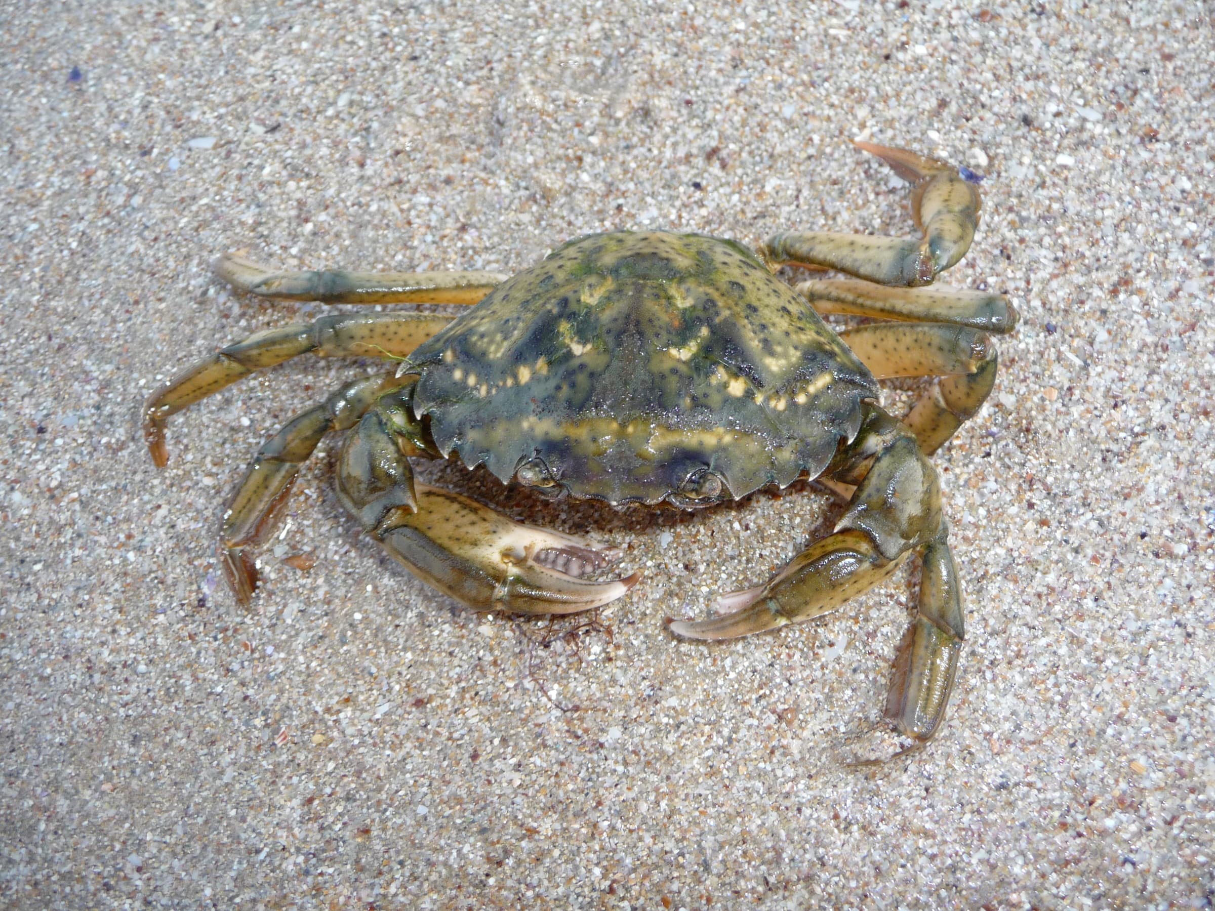 Green Shore Crab
