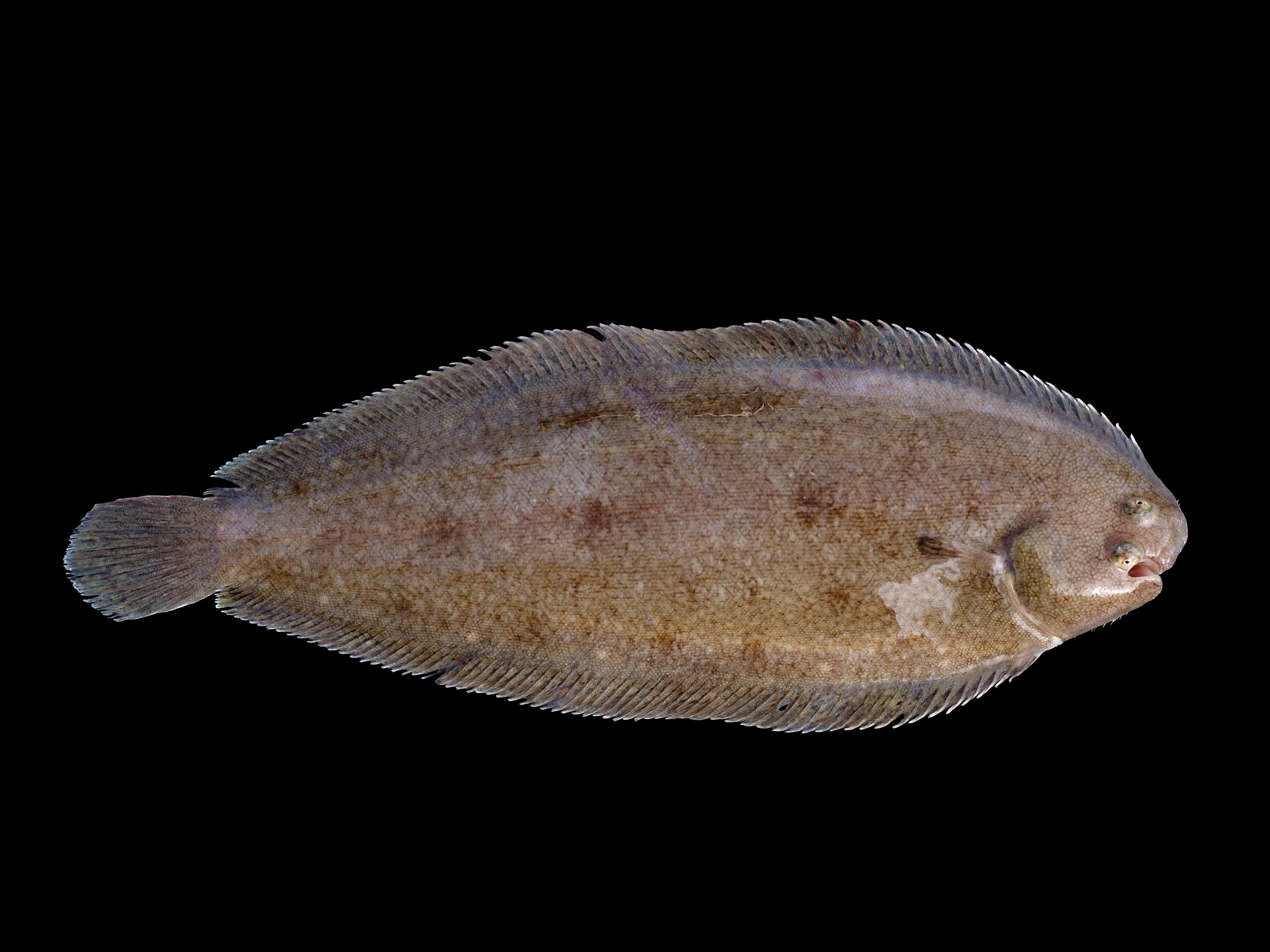 Sand Sole