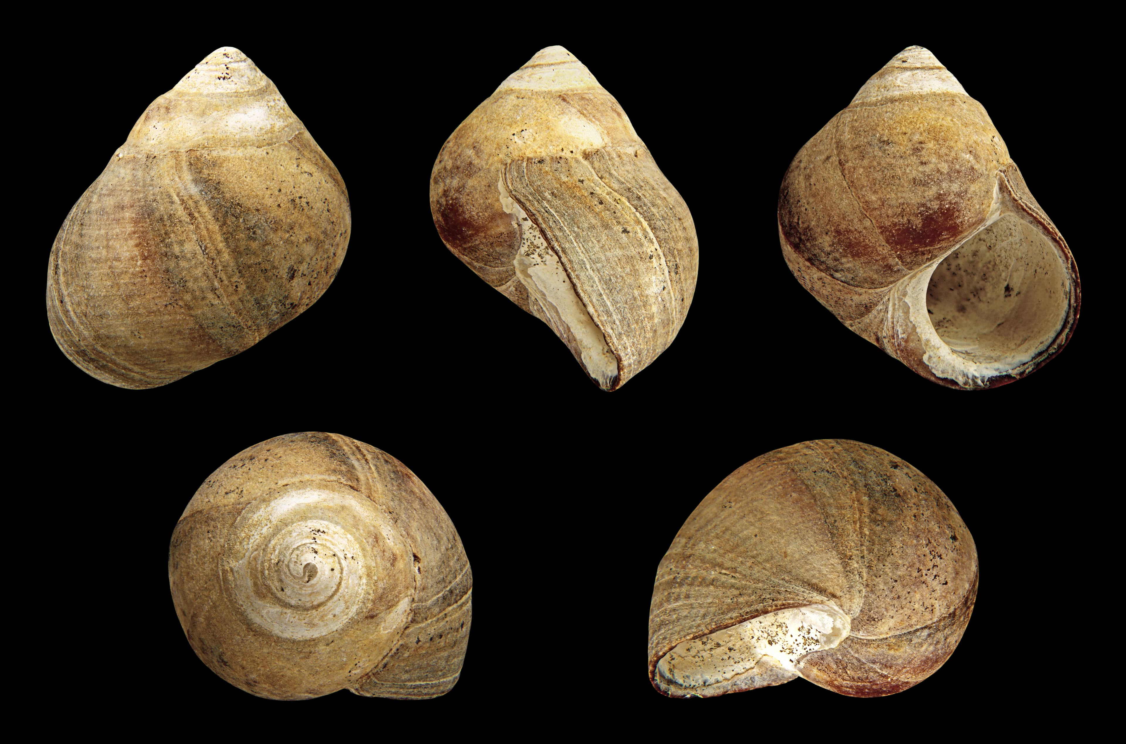 Common Periwinkle