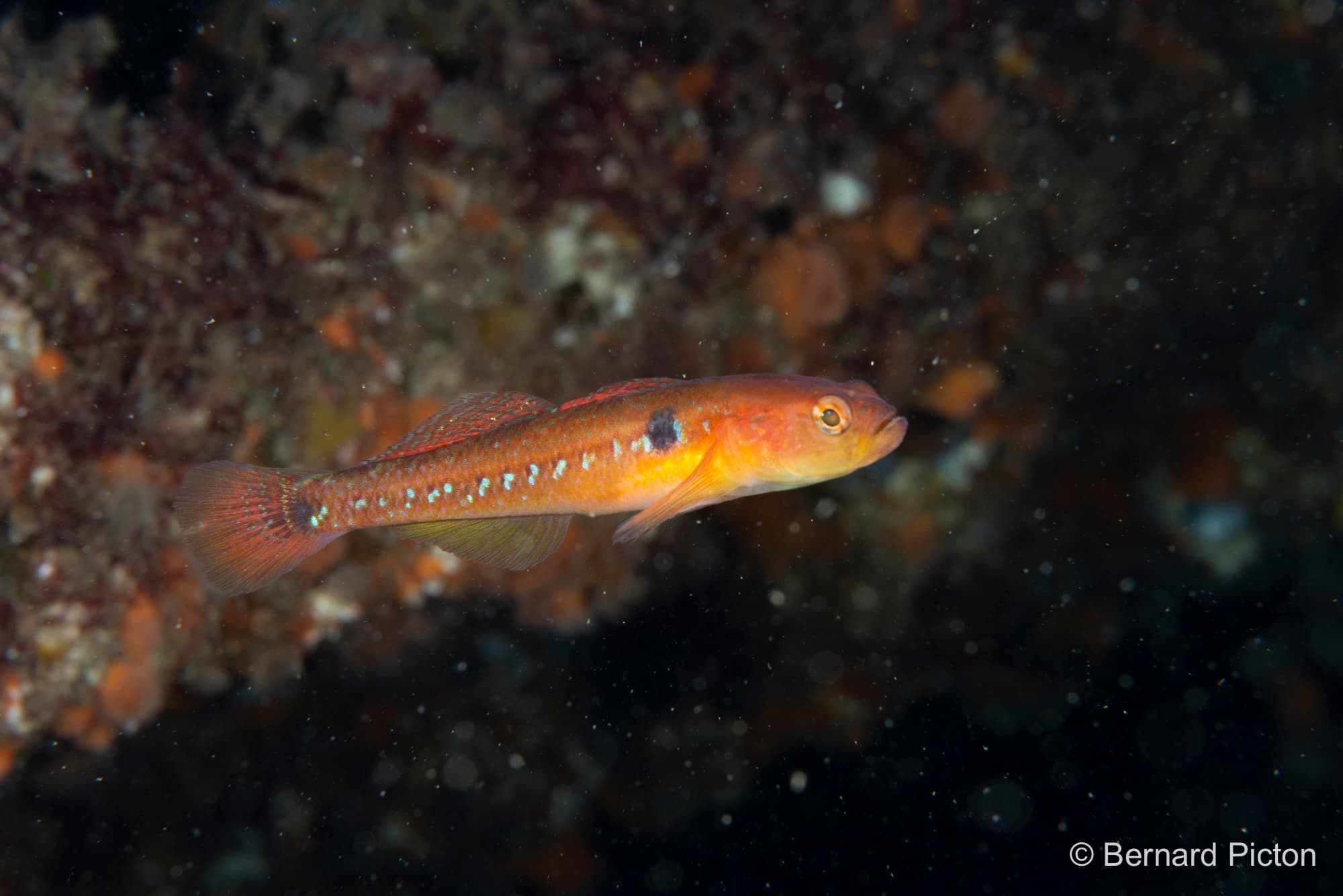 Two-spotted Goby