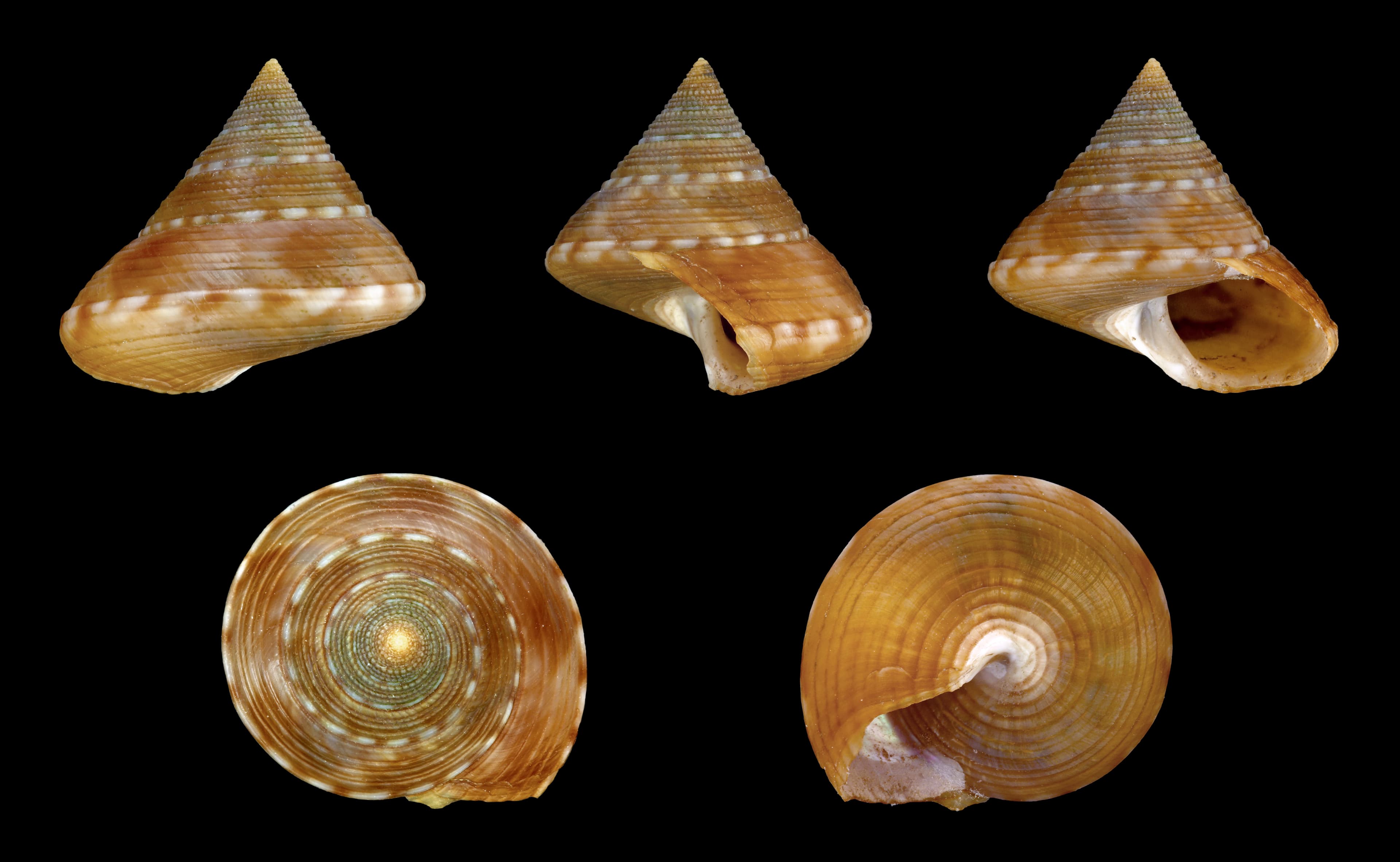Painted Top Shell