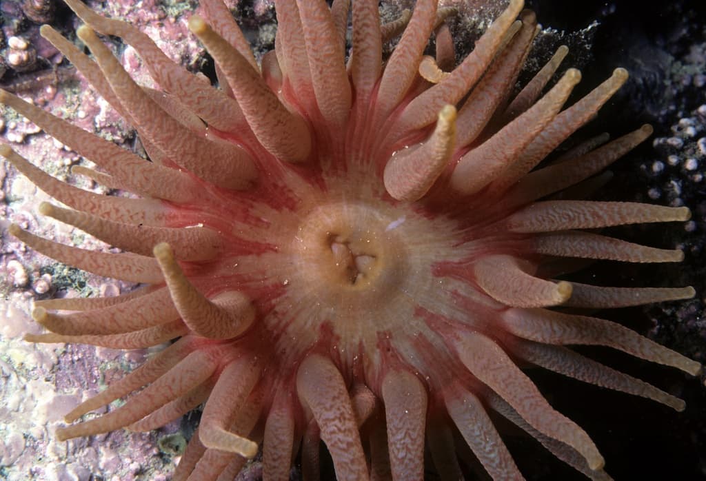 Dahlia Anemone