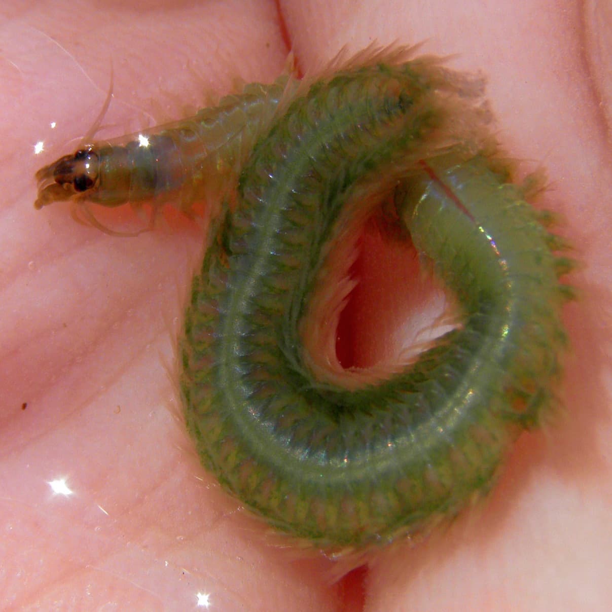 Rainbow Worm