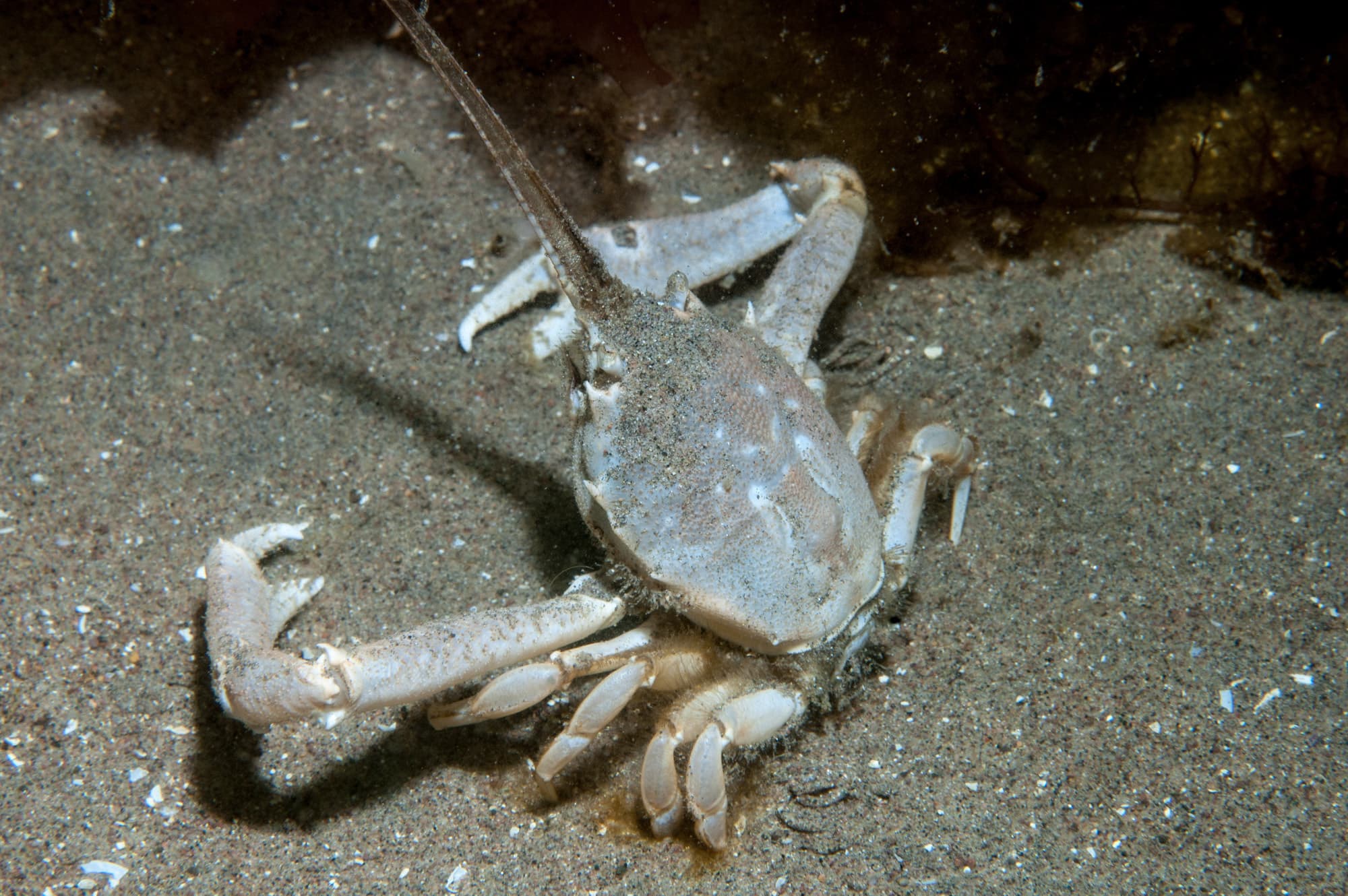 Masked Crab