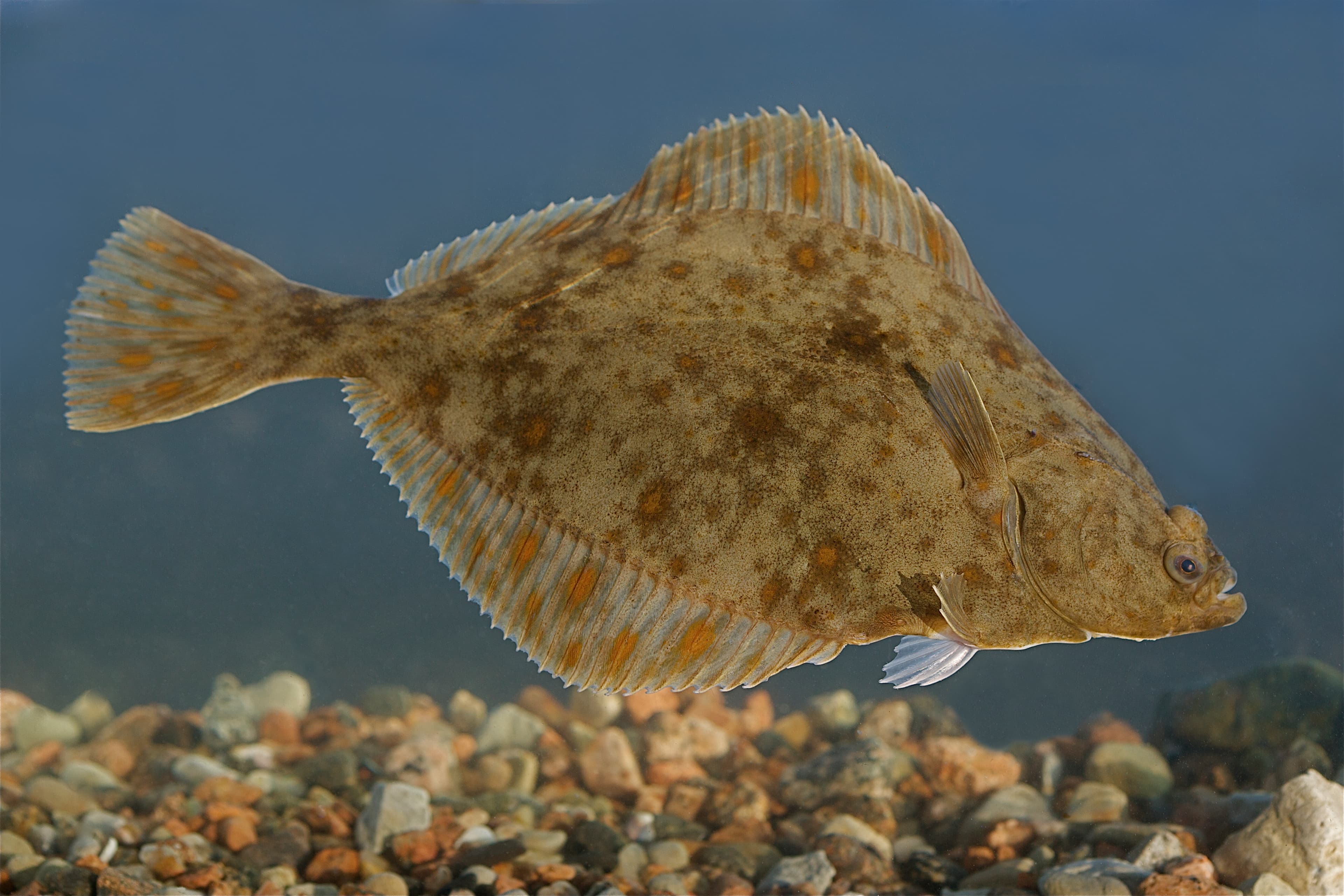 Flounder