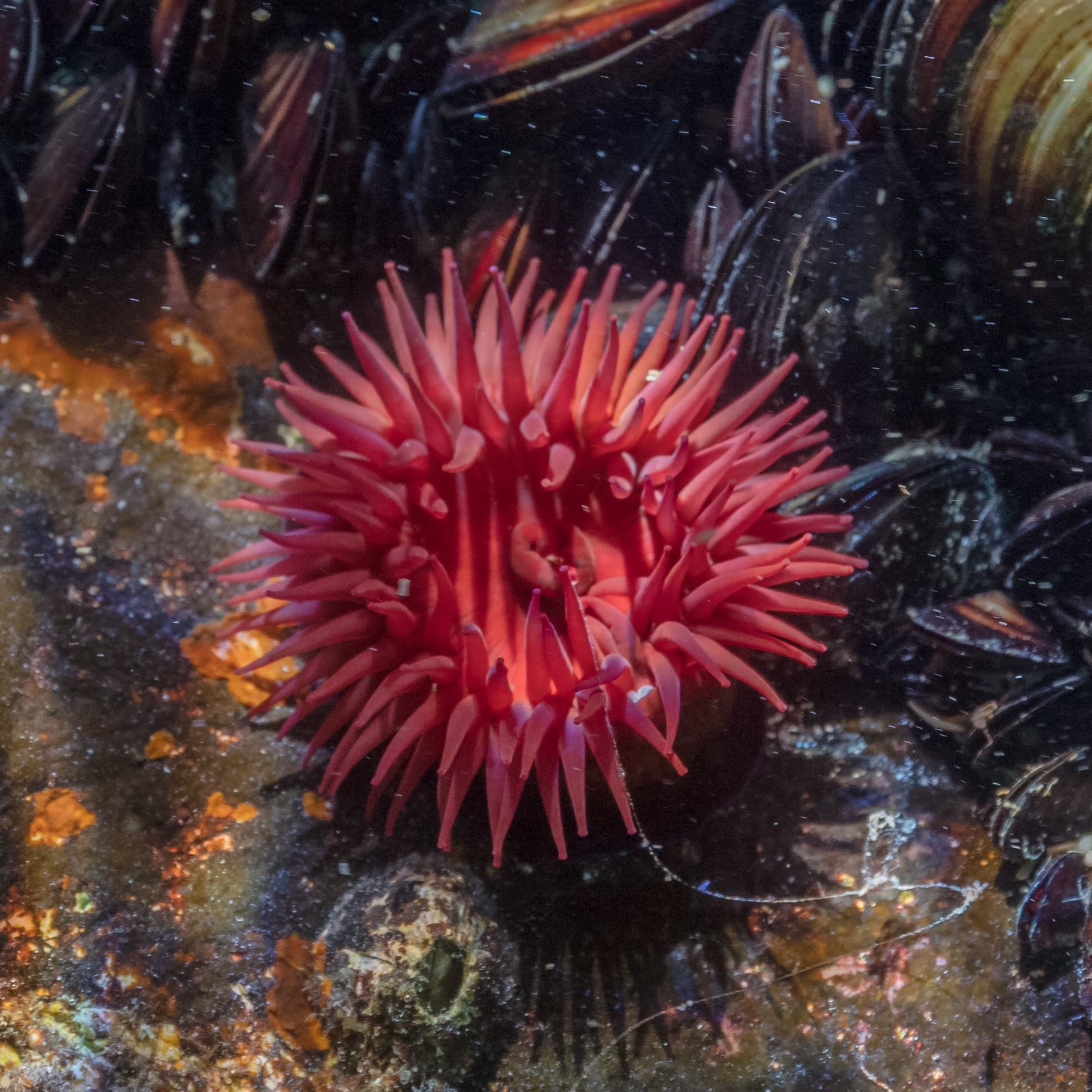 Beadlet Anemone