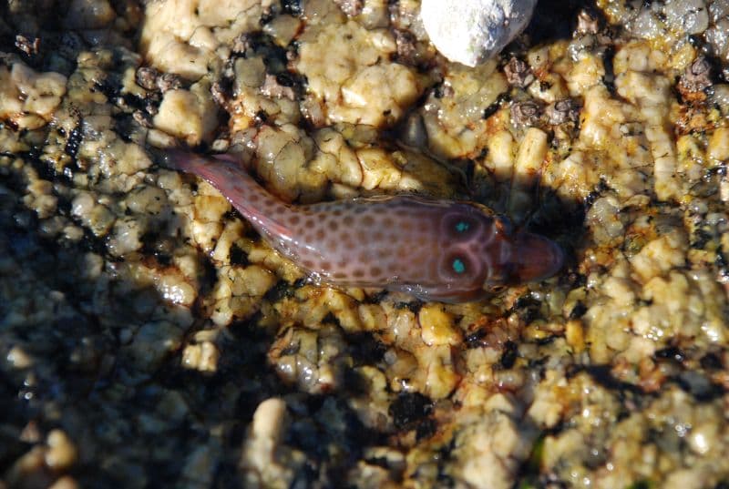 Shore Clingfish