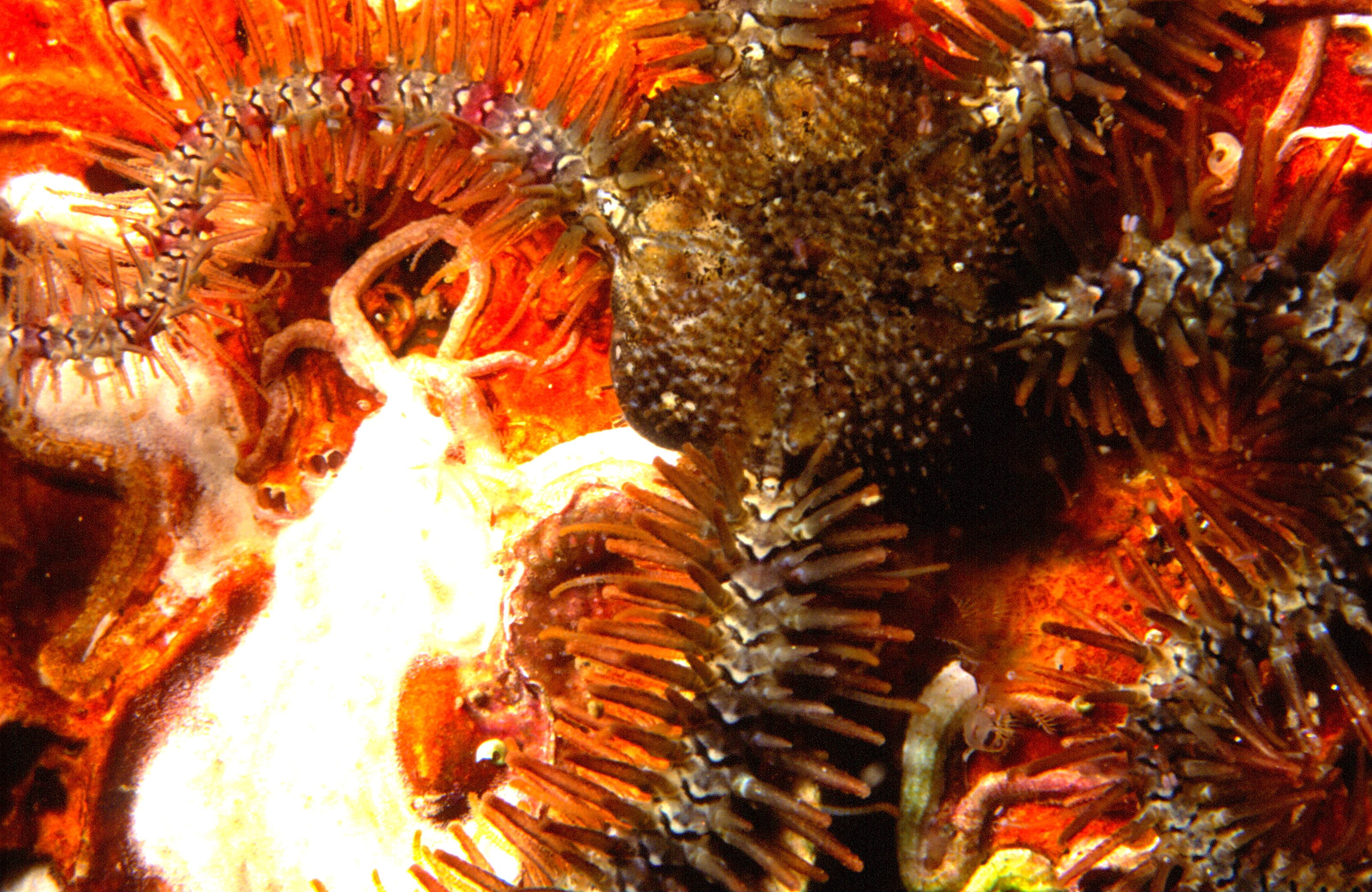 Brittlestar