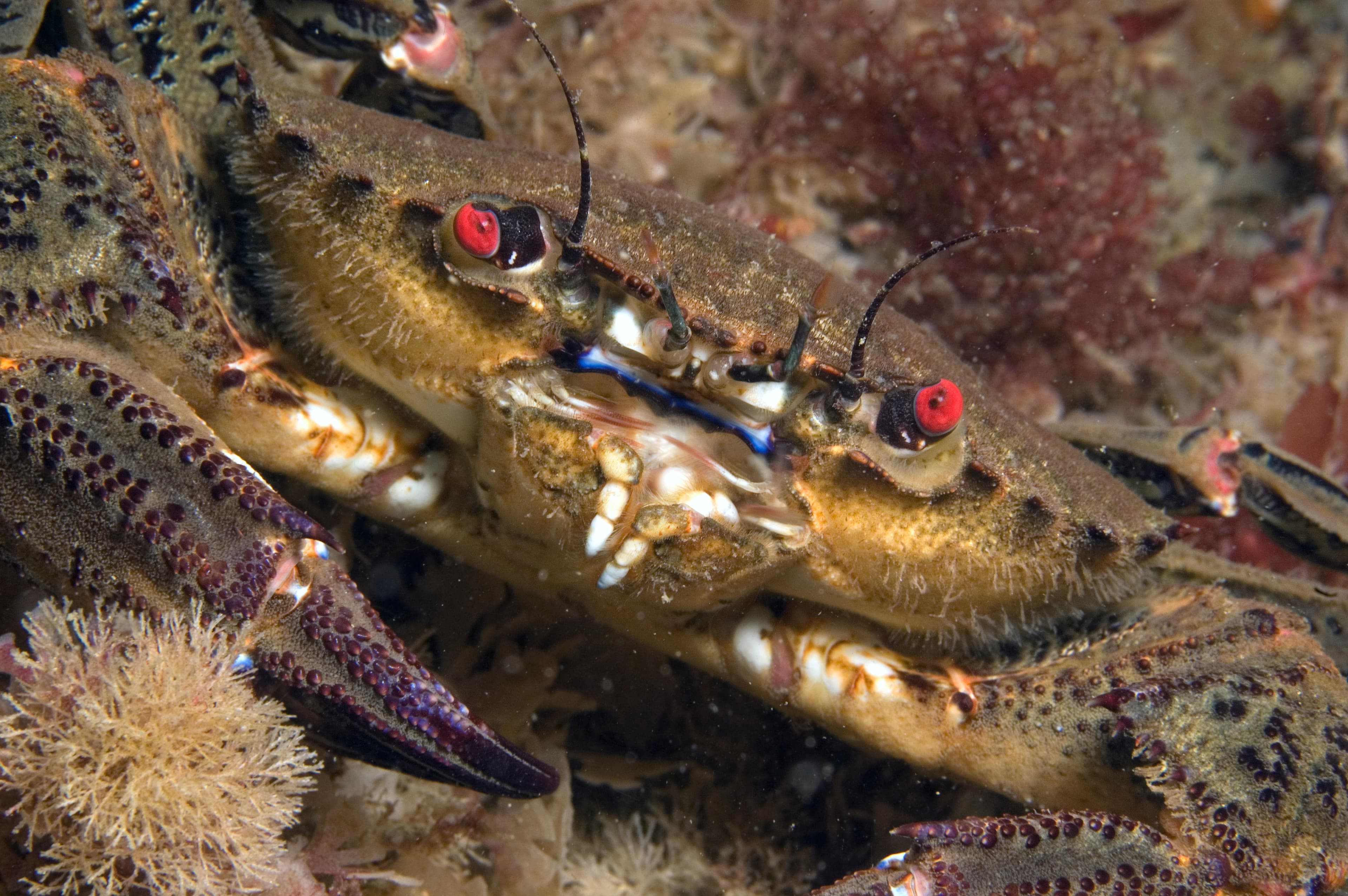 Velvet Swimming Crab