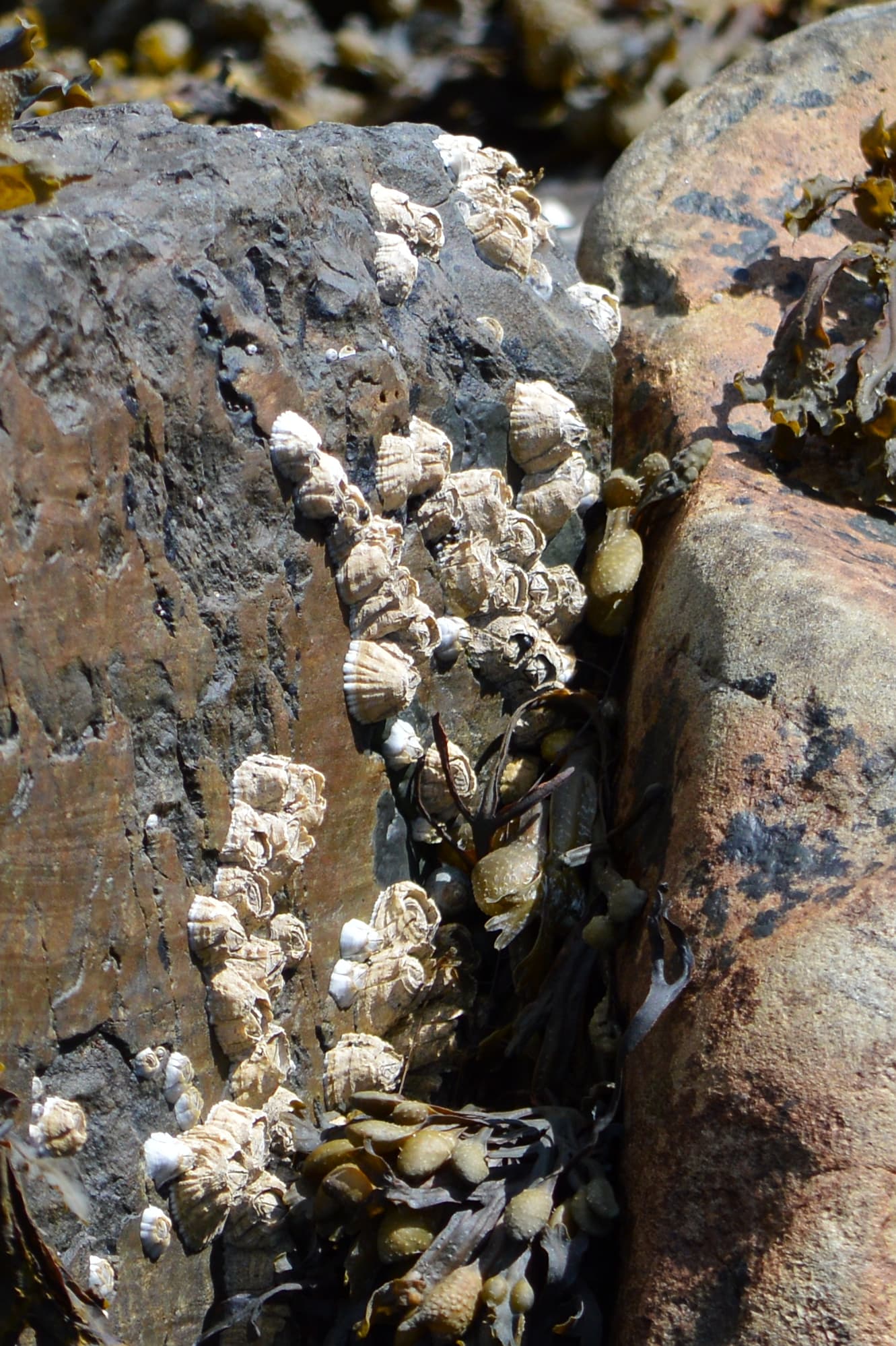 Barnacles
