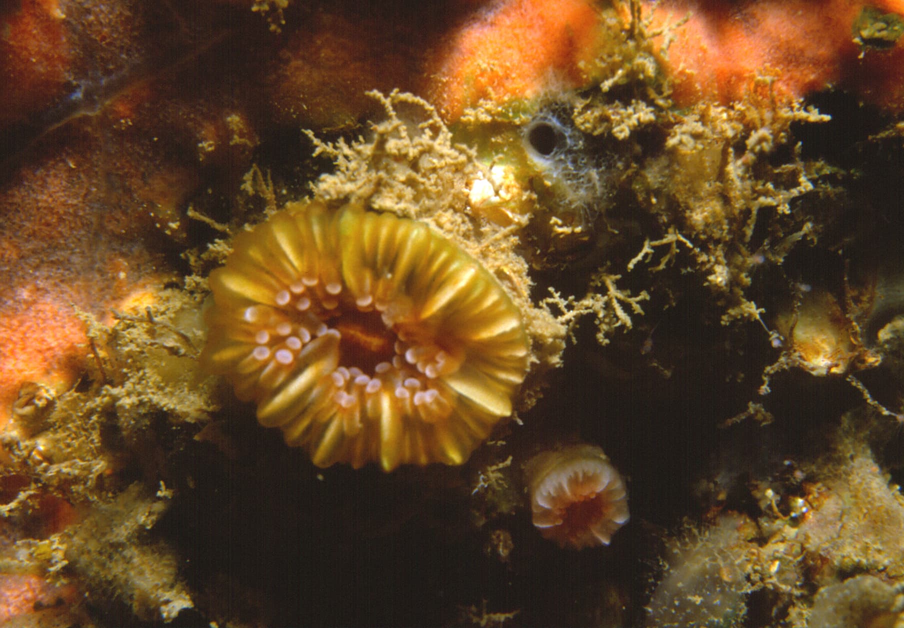 Devonshire Cup Coral