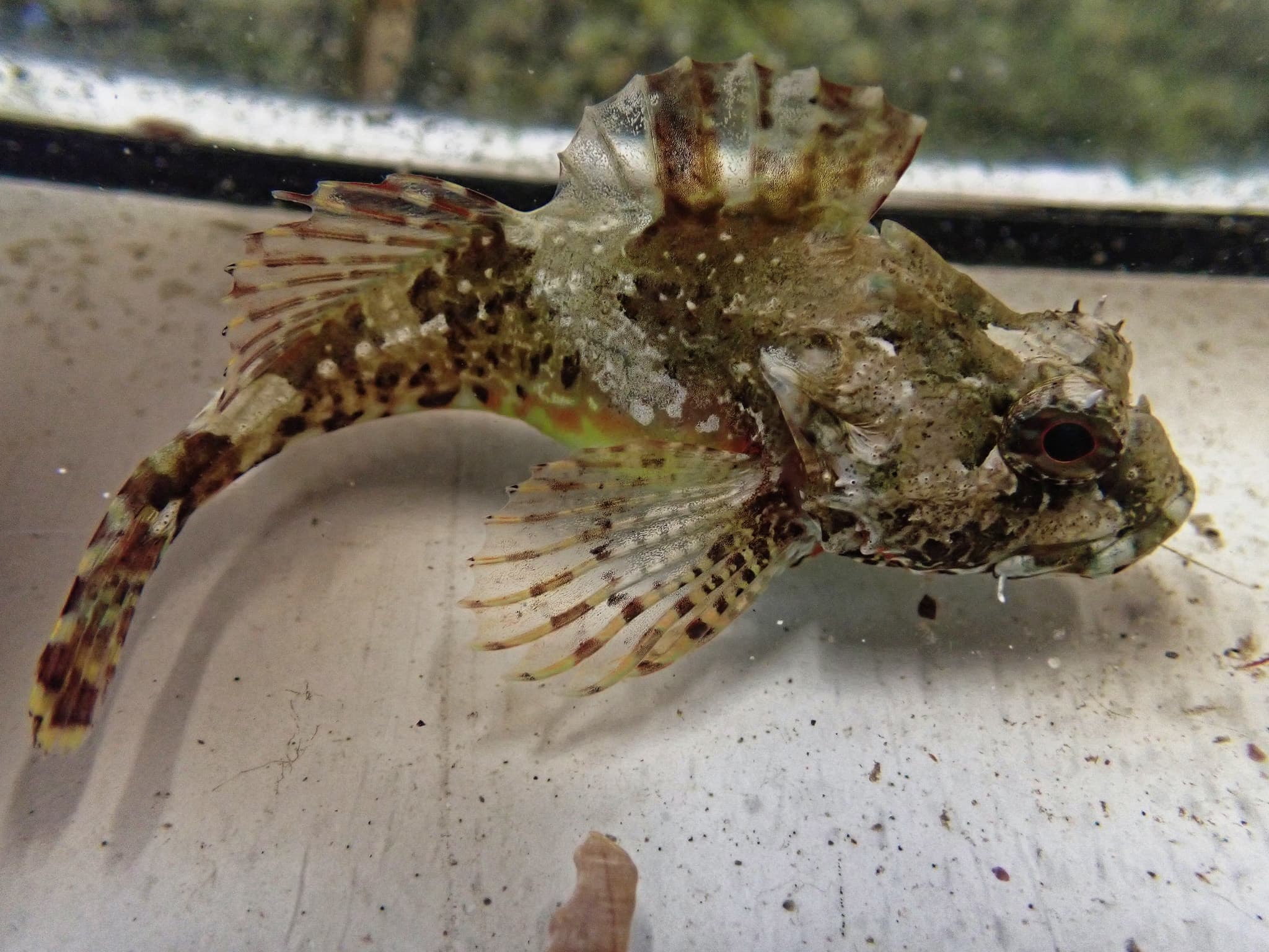 Long-spined Sea Scorpion