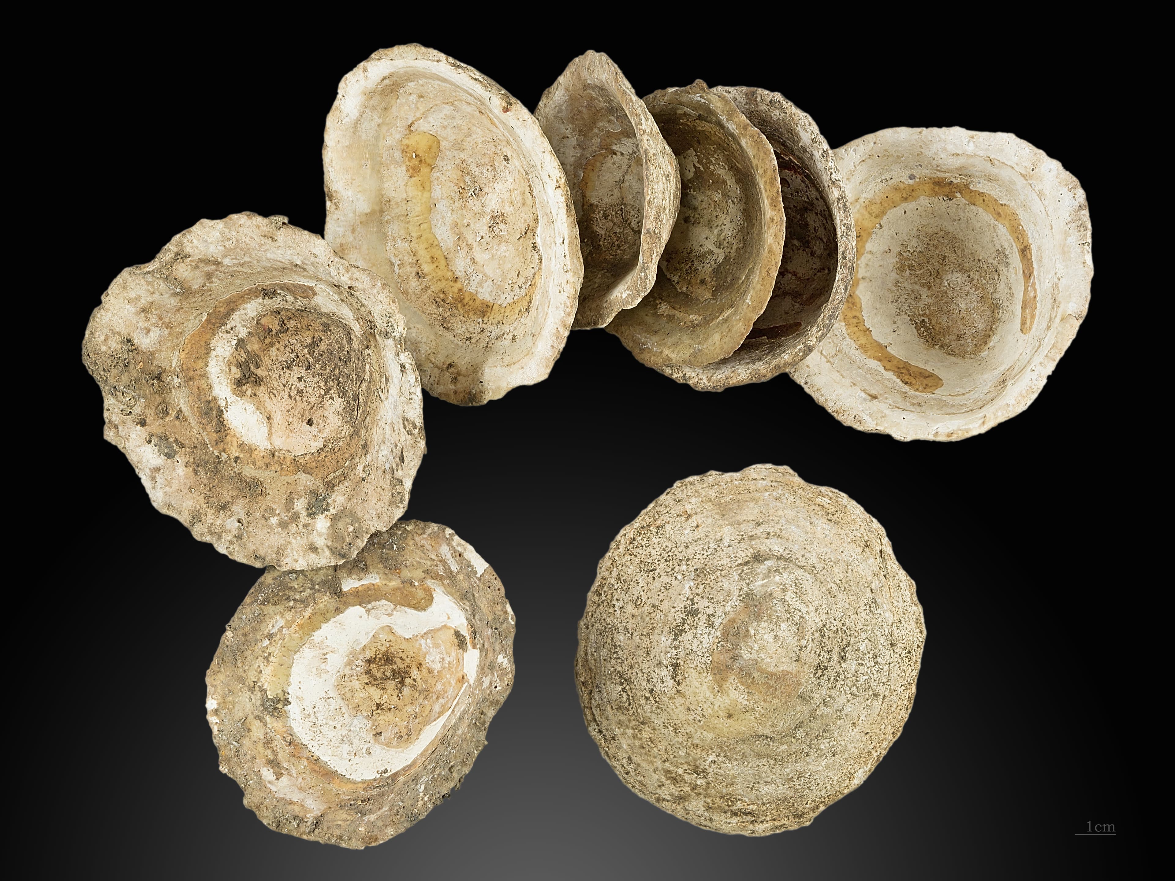 Common Limpet