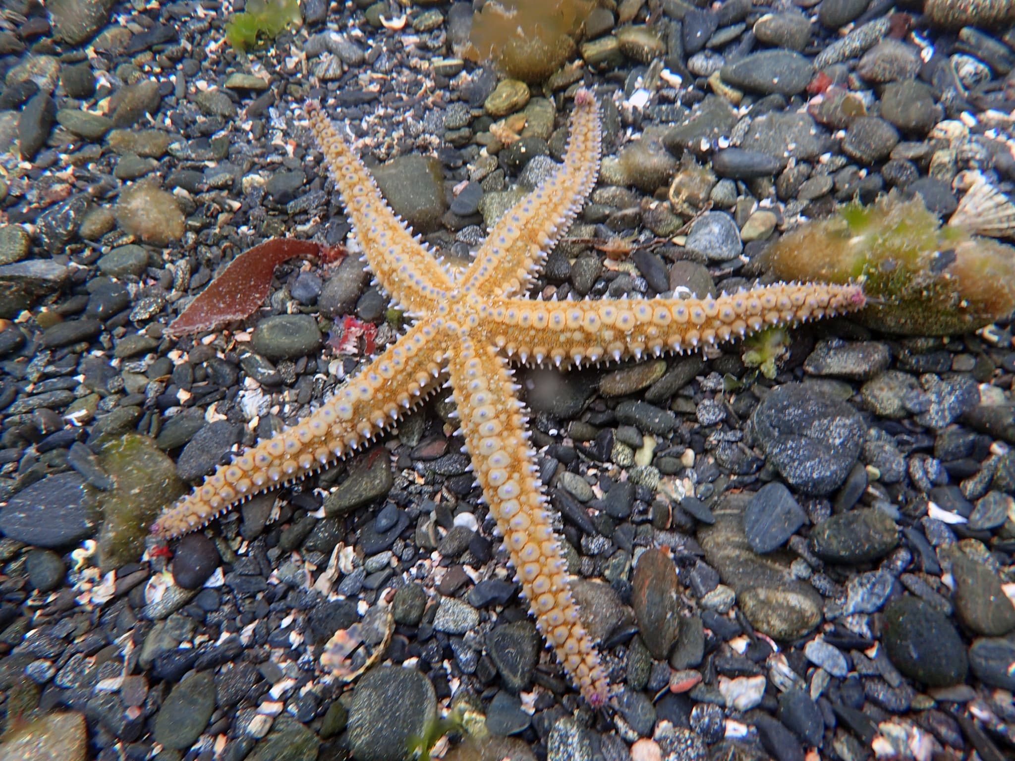 Spiny Starfish